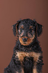 Airedale Terrier Welpe