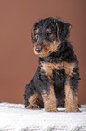Airedale Terrier Welpe