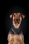 Airedale Terrier vor schwarzem Hintergrund