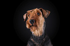 Airedale Terrier vor schwarzem Hintergrund