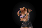 Airedale Terrier vor schwarzem Hintergrund