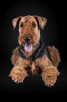 Airedale Terrier vor schwarzem Hintergrund