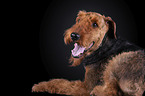 Airedale Terrier vor schwarzem Hintergrund