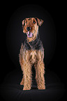Airedale Terrier vor schwarzem Hintergrund