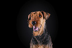 Airedale Terrier vor schwarzem Hintergrund