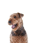 Airedale Terrier Portrait