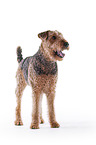 Airedale Terrier vor weiem Hintergrund