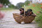 Airedale Terrier Welpen im Krbchen