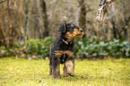 Airedale Terrier Welpe