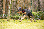 Airedale Terrier Welpe