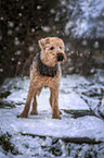 Airedale Terrier