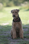 sitzender Airedale Terrier