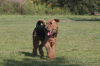 laufender Airedale Terrier