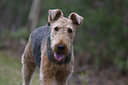 Airedale Terrier Portrait