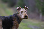 Airedale Terrier Portrait