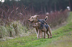 2 Hunde