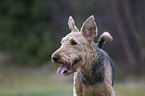 Airedale Terrier Portrait