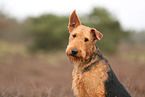 ausgewachsener Airedale Terrier