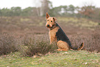 ausgewachsener Airedale Terrier