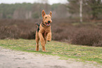 ausgewachsener Airedale Terrier