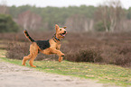 ausgewachsener Airedale Terrier