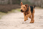 ausgewachsener Airedale Terrier