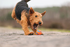 ausgewachsener Airedale Terrier