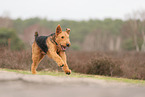 ausgewachsener Airedale Terrier