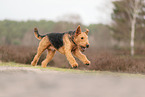 ausgewachsener Airedale Terrier