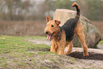 ausgewachsener Airedale Terrier