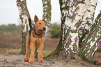 ausgewachsener Airedale Terrier