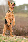 ausgewachsener Airedale Terrier