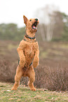 ausgewachsener Airedale Terrier