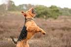 ausgewachsener Airedale Terrier