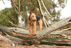 ausgewachsener Airedale Terrier