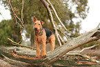 ausgewachsener Airedale Terrier