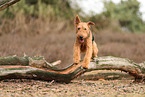 ausgewachsener Airedale Terrier