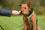 Airedale Terrier