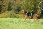 Airedale Terrier