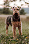 Airedale Terrier