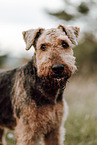 Airedale Terrier