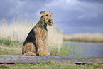 Airedale Terrier