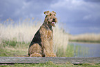 Airedale Terrier