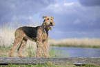 Airedale Terrier