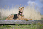 Airedale Terrier