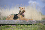 Airedale Terrier