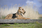 Airedale Terrier