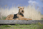 Airedale Terrier