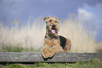Airedale Terrier