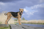 Airedale Terrier